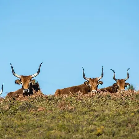 Casa Da Fonte - Branda Da Aveleira
