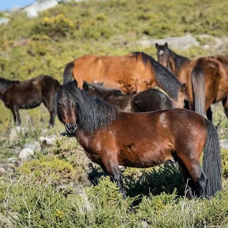 Casa Da Fonte - Branda Da Aveleira * Melgaco