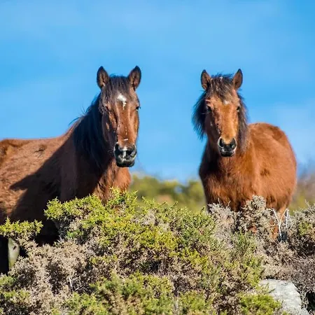 Holiday home Casa Da Fonte - Branda Da Aveleira *
