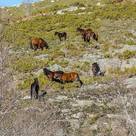 Casa Da Fonte - Branda Da Aveleira 度假居