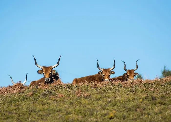 Casa Da Fonte - Branda Da Aveleira