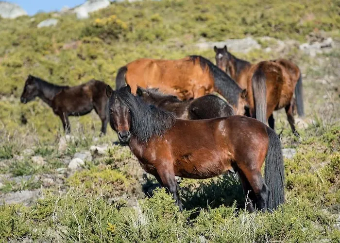 Casa Da Fonte - Branda Da Aveleira * Melgaço