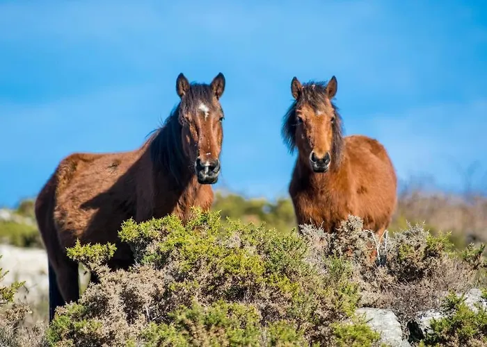 Hébergement de vacances Casa Da Fonte - Branda Da Aveleira *