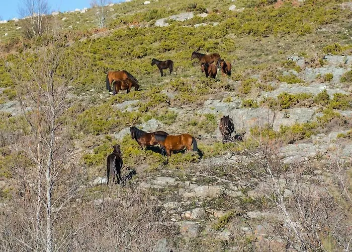 Casa Da Fonte - Branda Da Aveleira Hébergement de vacances